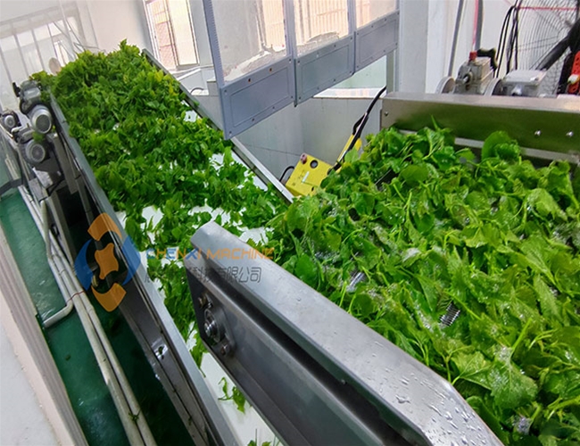 客戶使用清洗機清洗桑葉